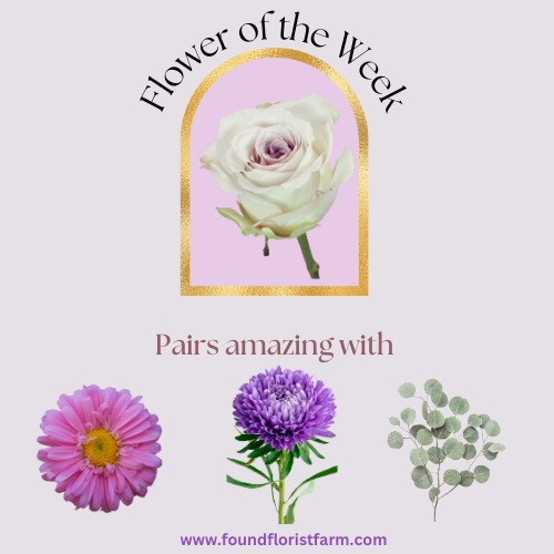 Best Florist in Mansfield Center, Connecticut  Discusses Unique Earl Grey Roses and Flower Pairing